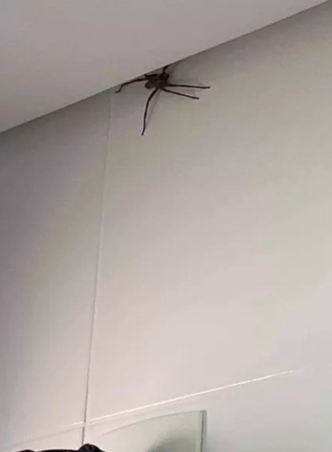 Aranhas gigantes invadem casas de Belo Horizonte