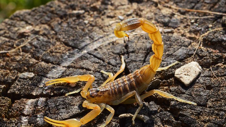 Infestação de escorpiões amarelos é identificada em localidade de São Francisco do Sul