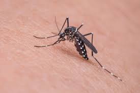 Em três semanas, Paraná já registrou 117 casos de dengue