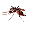 Dengue