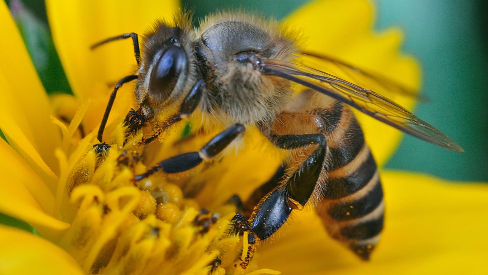 Ataques de abelhas e vespas: saiba por que aumentam em época de seca