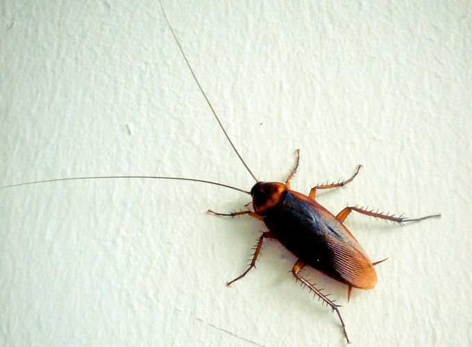 Doenças que podem ser transmitidas por baratas