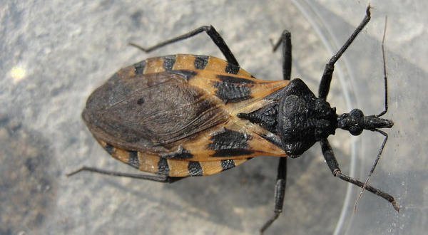 Tudo o que você sabia sobre a doença de Chagas está errado