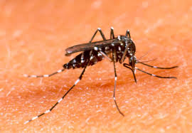 Paraná registra 56 casos suspeitos de dengue por dia