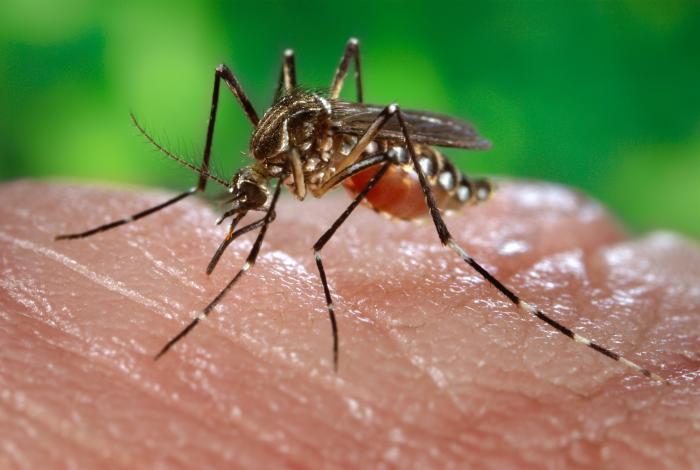 Pesquisa Aponta que Número de Focos da Dengue Diminuiu em Maringá