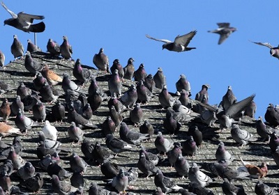 Doença do pombo: saiba como evitar o mal infeccioso, que pode matar