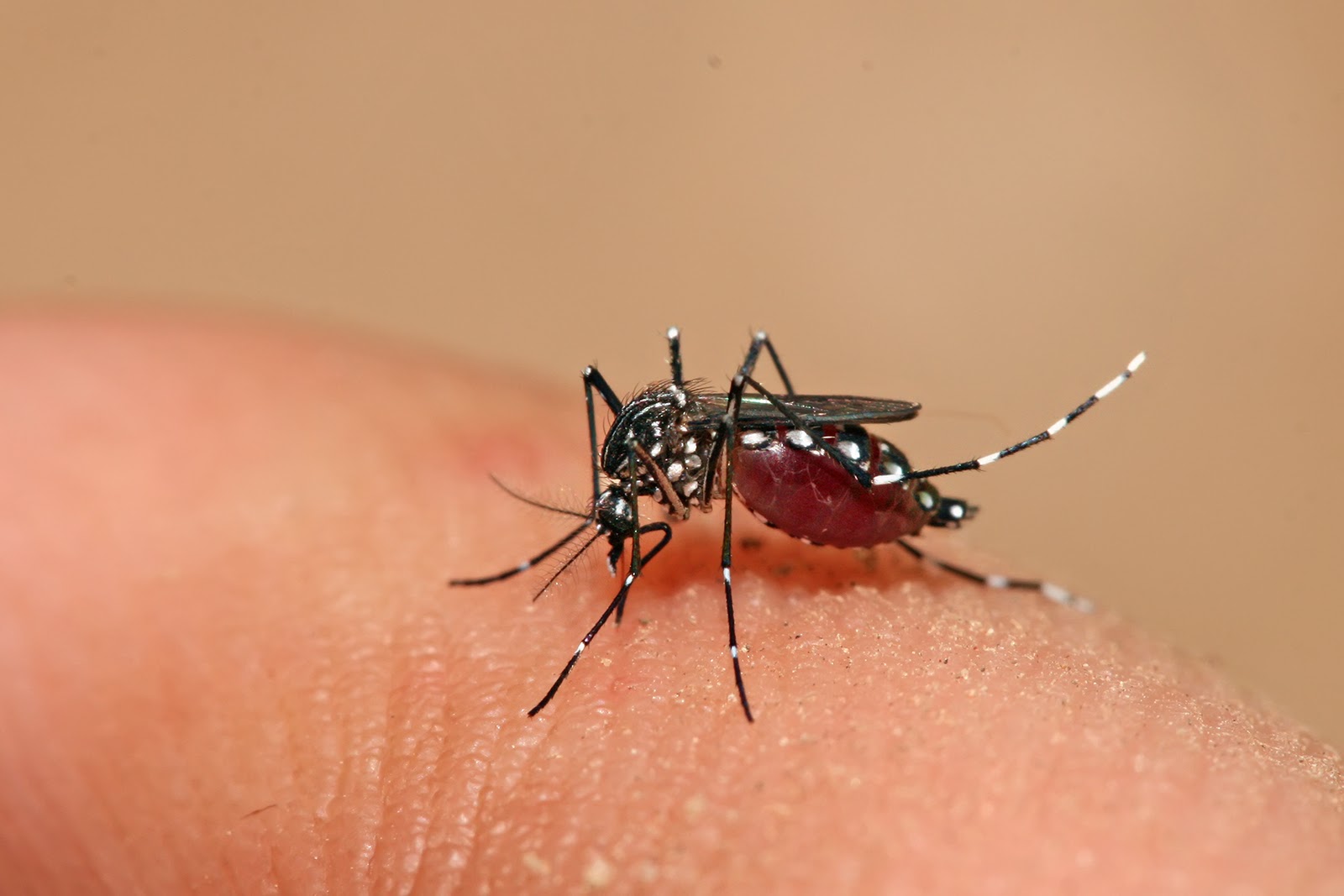Mortes por chikungunya superam as causadas por dengue em 2017