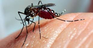 Índice de Infestação do Mosquito da Dengue aumenta em Londrina