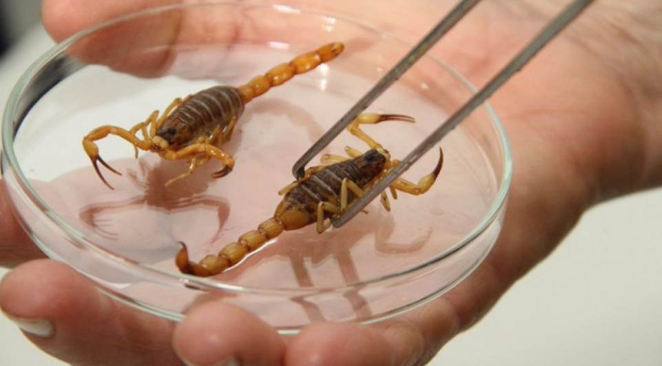 BA registra aumento de 50,6% em três anos em ataques de escorpiões