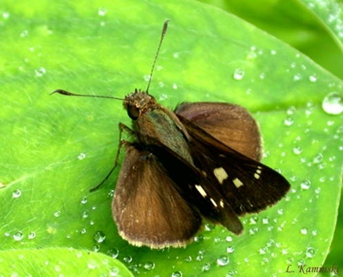 Casos de alergia por mariposa assustam Litoral do Paraná: 160 em doze horas