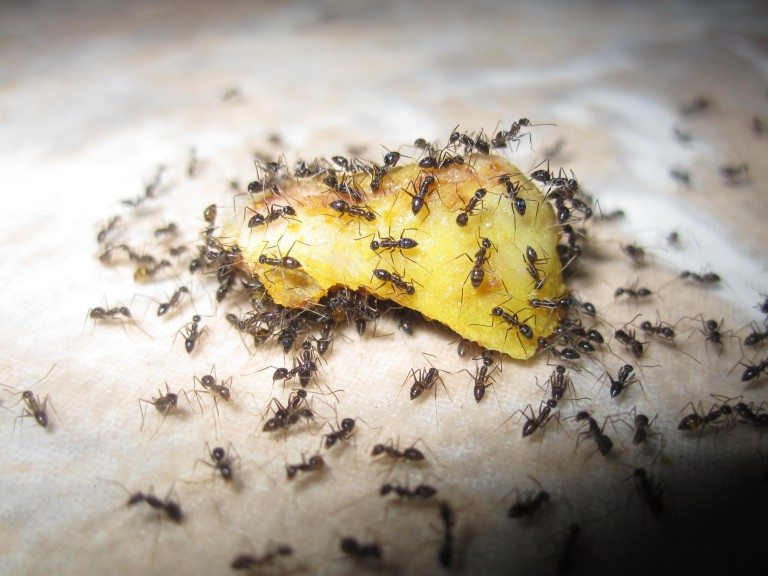 Como se Livrar das Formigas em Casa