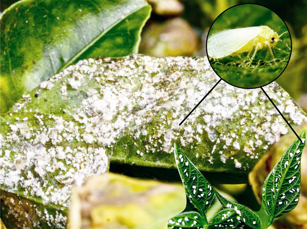 Mosca branca migra da zona rural para urbana em Uberaba