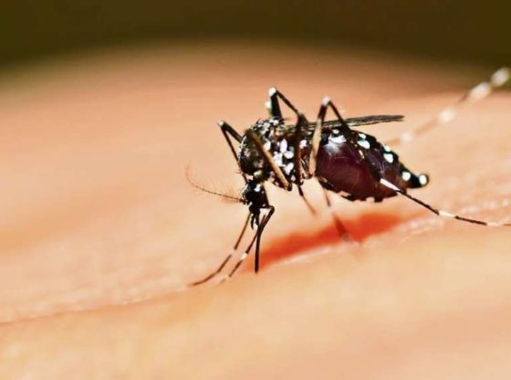 Aquecimento global vai aumentar infestação de quatro doenças no Brasil