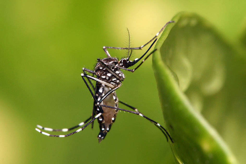 Vestígios do vírus Zika são encontrados em outros mosquitos além do Aedes aegypti 