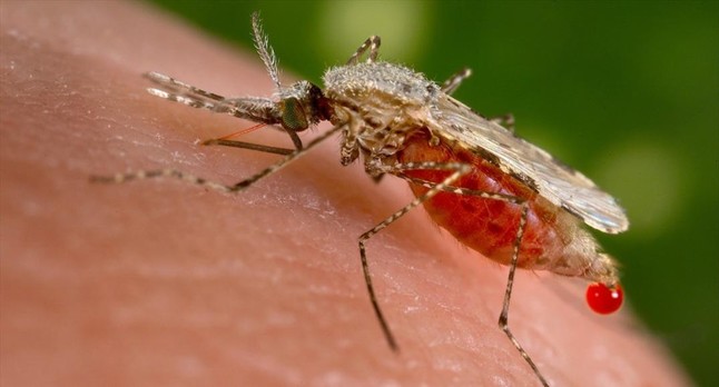 Avanço de malária no Brasil exige cuidados para evitar transmissão