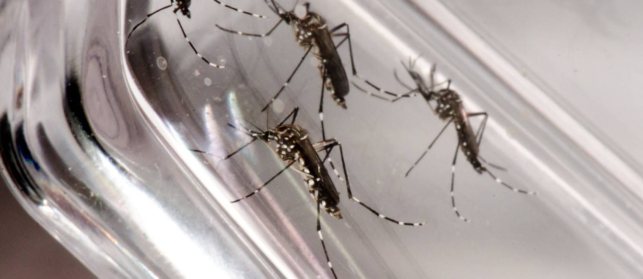 Paranaguá declara emergência contra Aedes Aegypti