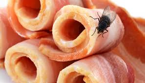 Saiba o que acontece quando uma mosca pousa em um alimento