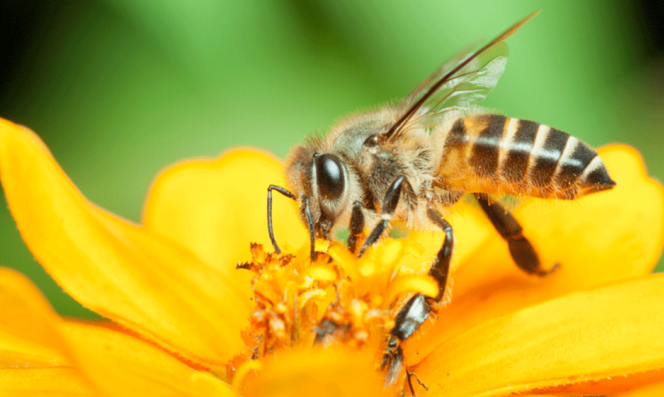 EUA incluem abelha em lista de espécies ameaçadas pela primeira vez