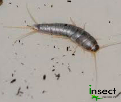 Insect Controle de Pragas. - Traça