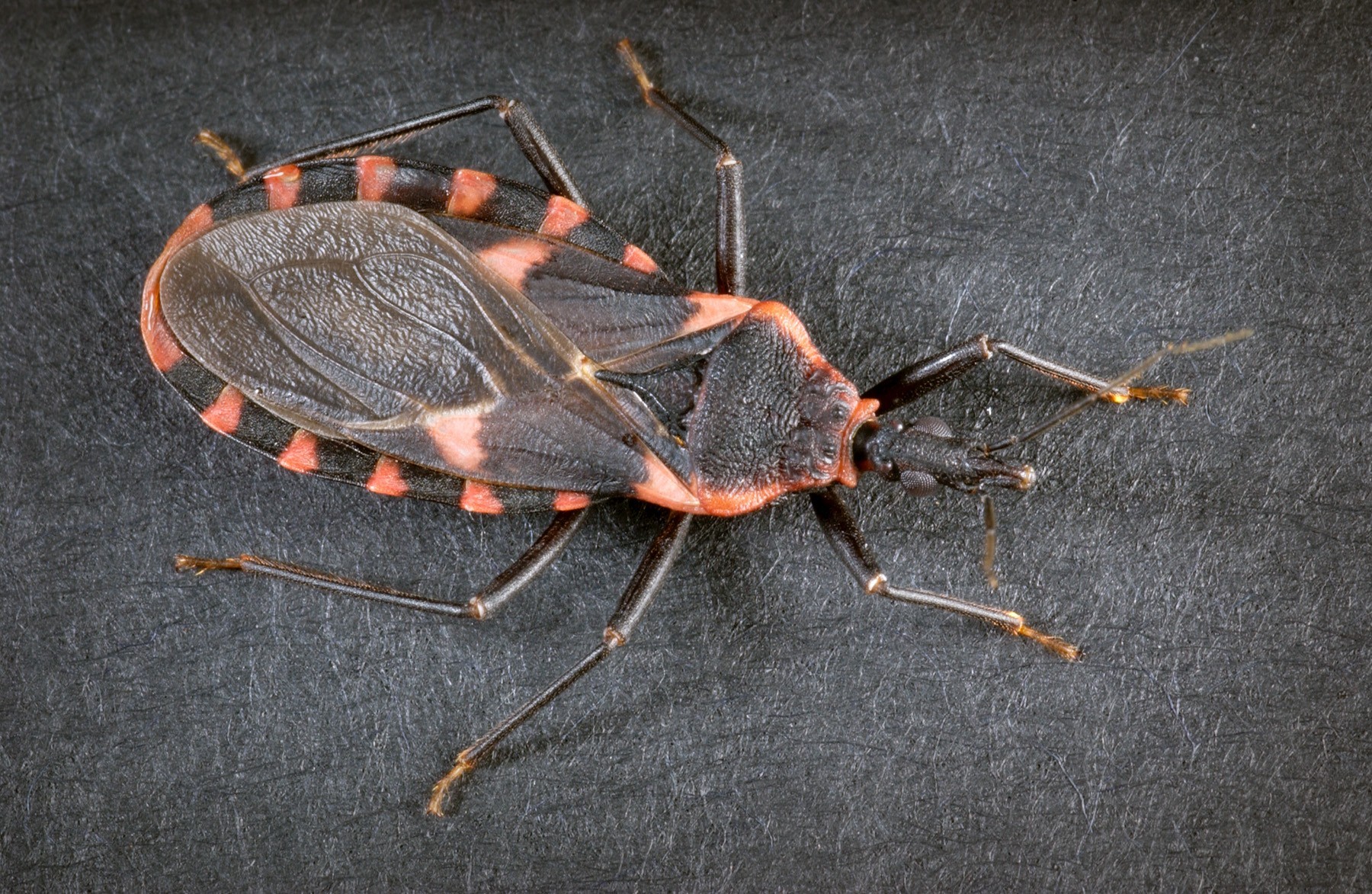 Morador de Águas Claras encontra inseto transmissor da doença de Chagas