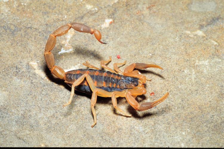 Infestação de Escorpiões em bairros de Rio Preto Assusta Moradores