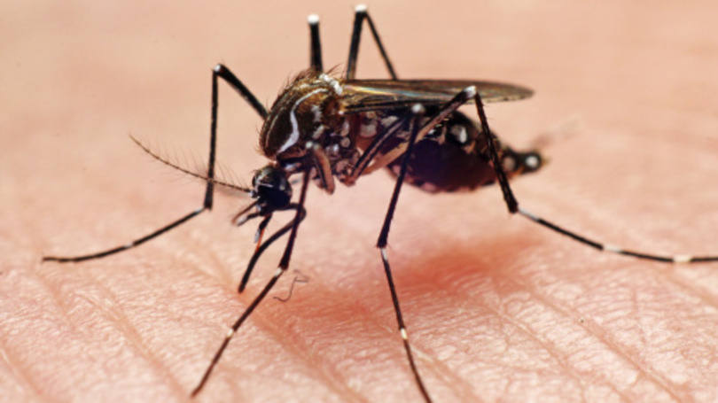 Quase 30% das cidades do Paraná tem suspeitas de dengue