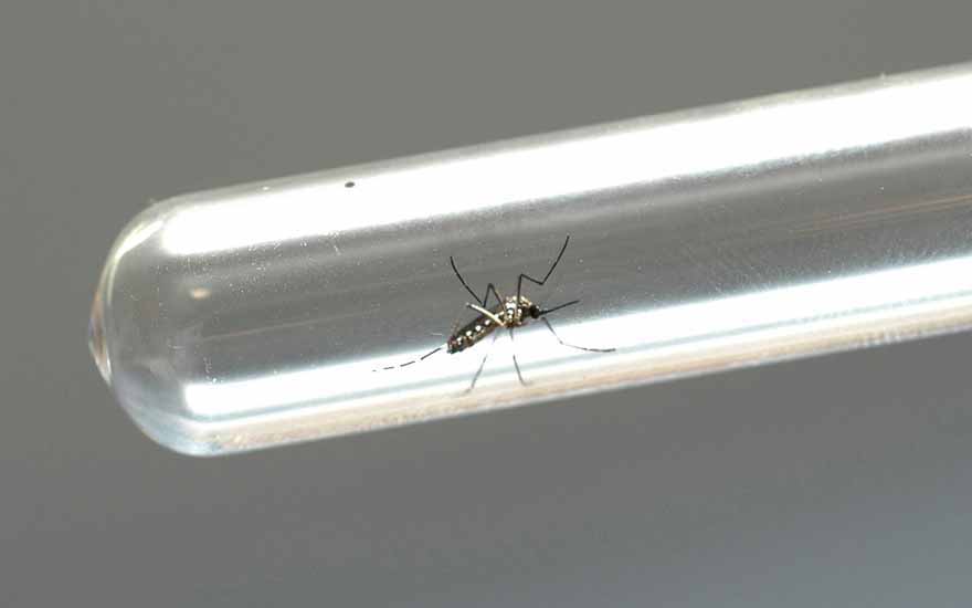 Ano epidemiológico da dengue começa com zero casos