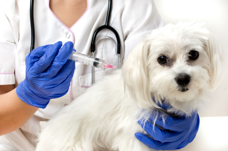 Vacinação de pets é a única maneira de se erradicar a raiva