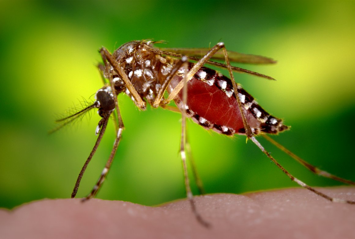 Focos da dengue quase triplicam em Curitiba