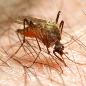 1ª vacina contra malária ganha sinal verde de agência europeia