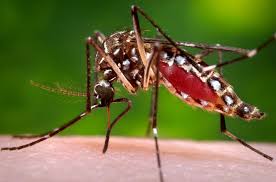 ONU pede que países não poupem esforços e recursos contra zika