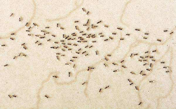 Servidores denunciam infestação de formiga em incubadora neonatal de maternidade de BH