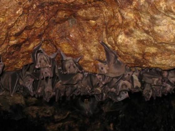 Ataques de morcegos a cães deixam moradores assustados em Patamares
