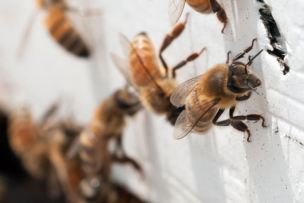 Pai e filho são picados por abelhas em Cianorte