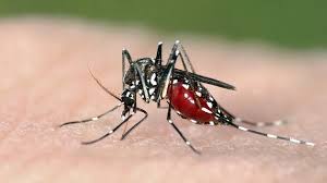 Fiocruz Substitui 90% de Aedes Aegypti por Espécie Modificada em Projeto-Piloto