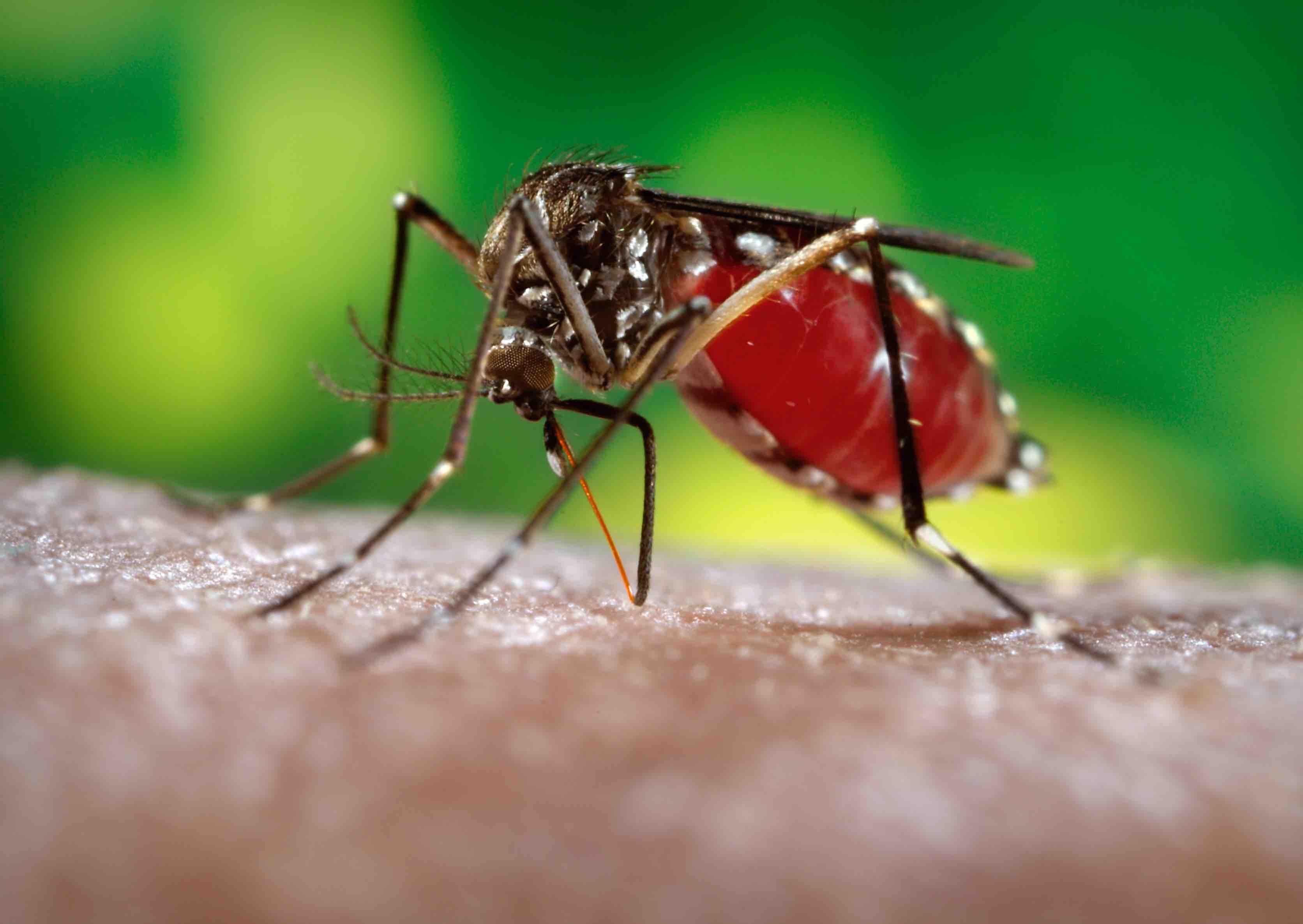 Brasil tem 138 mil casos prováveis de zika, diz Ministério da Saúde