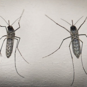 Vírus mais agressivo da dengue avança no Brasil