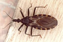 Cuidado com o Inseto Barbeiro, Hospedeiro que transmite a Doença de Chagas