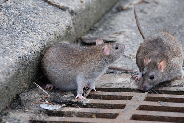 Controle de ratos no Centro de Curitiba é prioridade