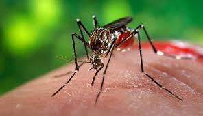 Número de casos de dengue diminui no Paraná; Nenhuma morte é registrada desde agosto