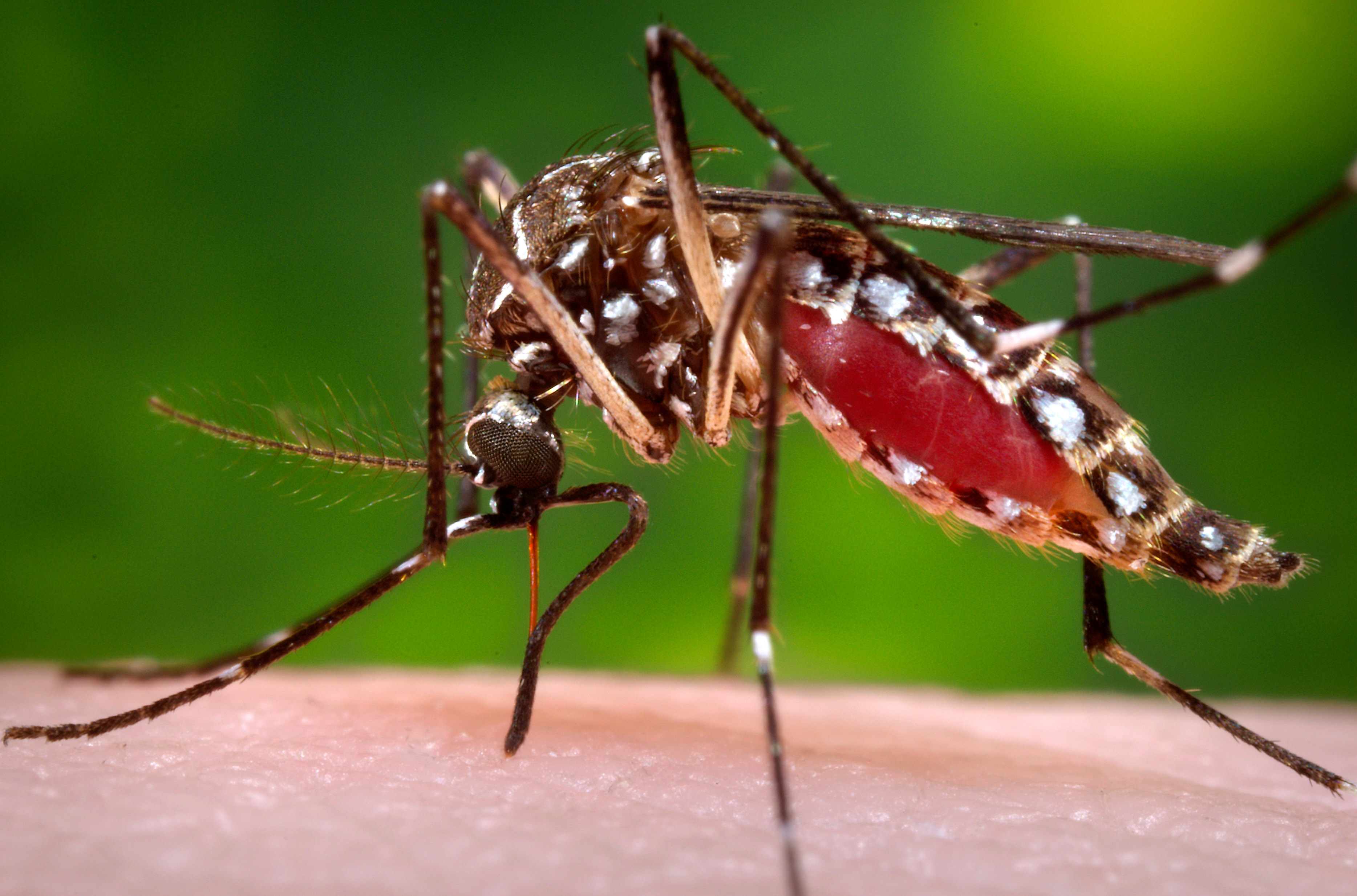Saúde debate com empresas dos EUA meios de combater vírus da zika