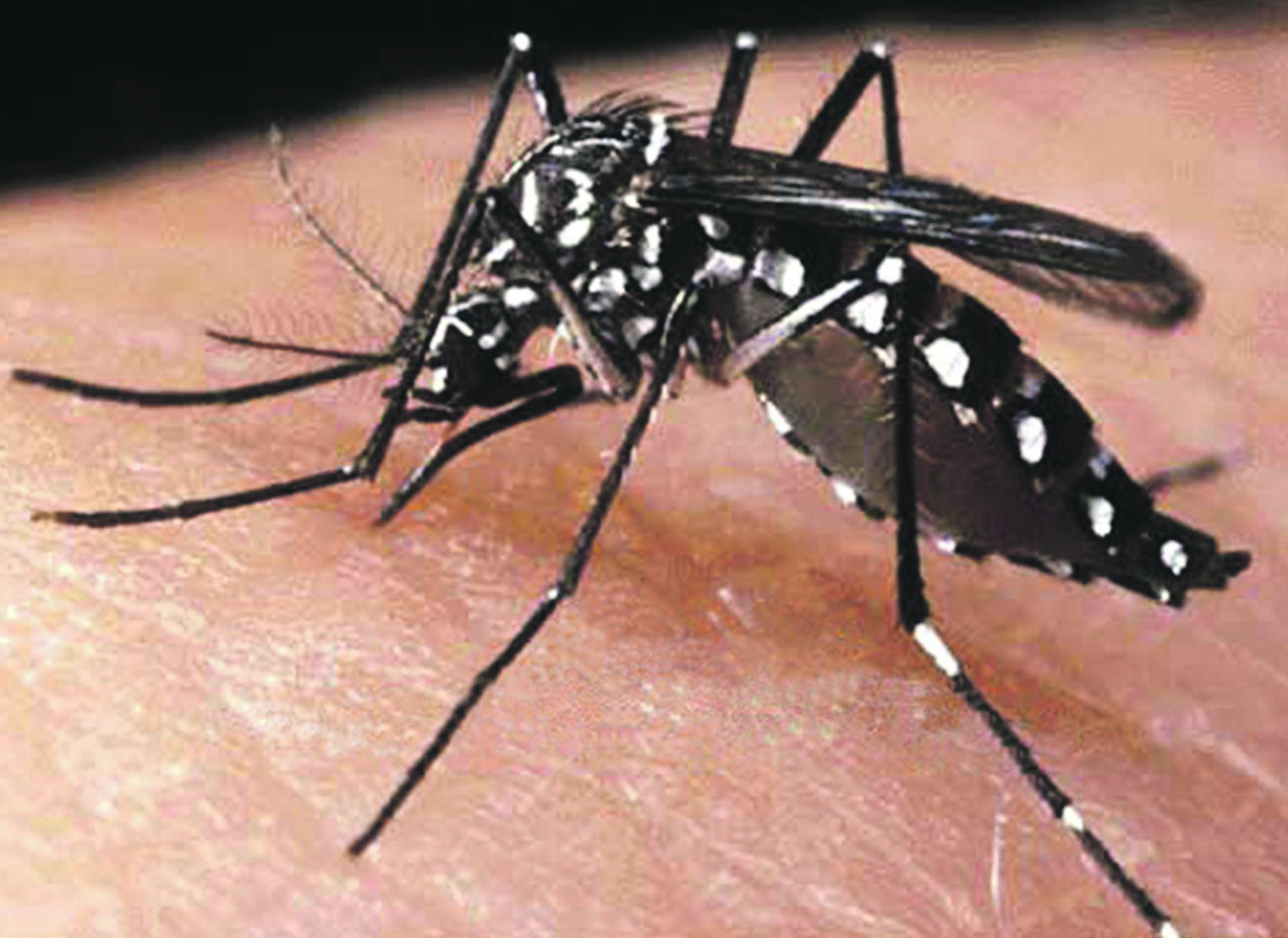 ES tem morte de 42 pessoas com sintomas de dengue em 2015