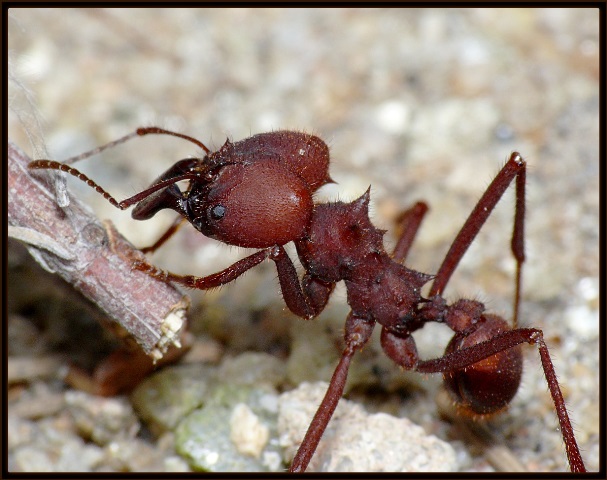 Calor expulsa formigas “gigantes” de tocas para praças de Maringá