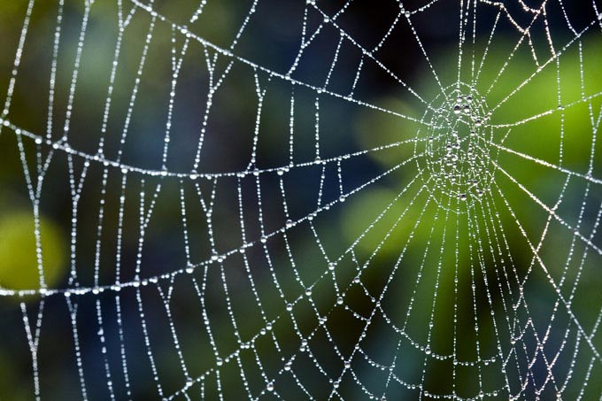 Nanofios são responsáveis pela força das teias de aranha